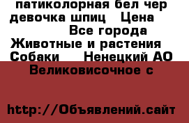 патиколорная бел/чер девочка шпиц › Цена ­ 15 000 - Все города Животные и растения » Собаки   . Ненецкий АО,Великовисочное с.